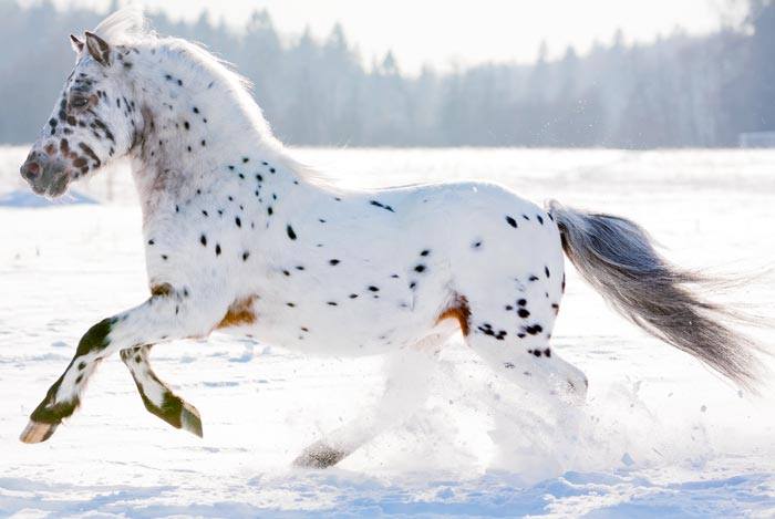 Brown and White Spotted Horse